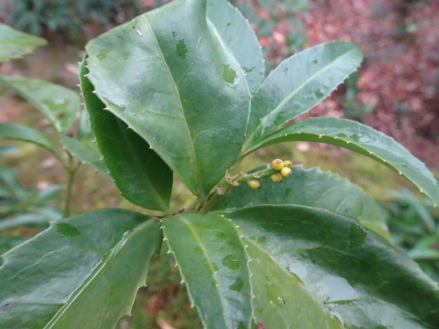 御馳走さん　黄千両 (5)