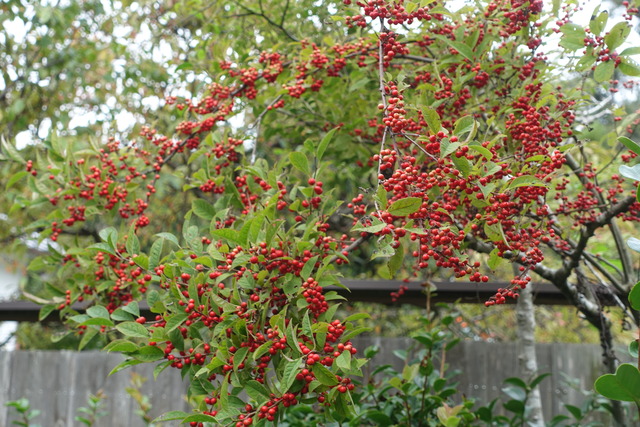 梅擬　実紅　中門　 (8)