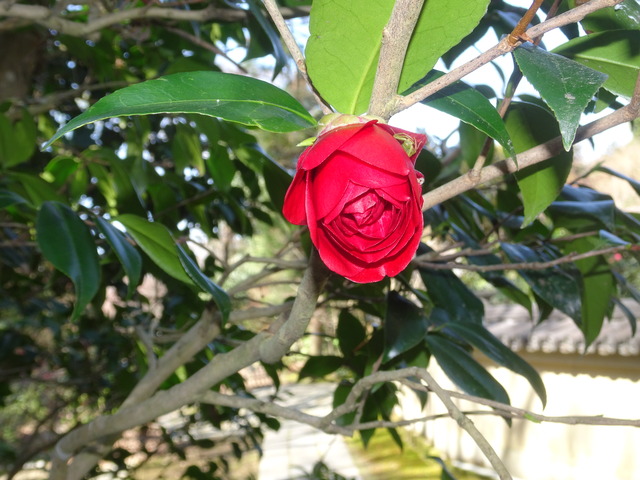 椿　紅　花八重　黒門 (8)