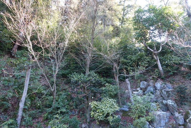 2501庭（池北・東）　伐採・掃除 (3)