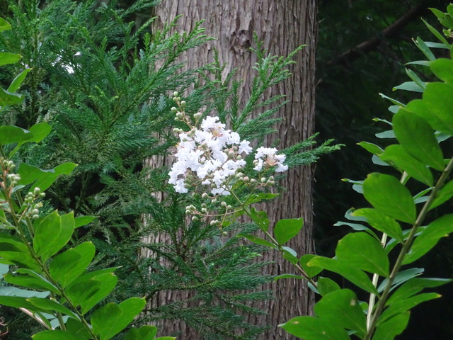 百日紅　白花 (3)