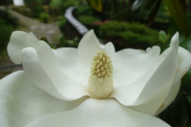タイサンボク　花　雄蕊・雌しべ (1)