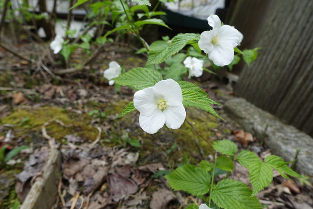 白山吹　花　漆小屋 (4)