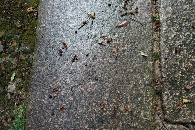 椎の実　241101 (2)