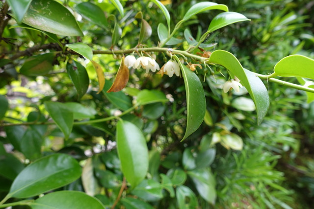 雑木　花　生け垣玄関 (1)
