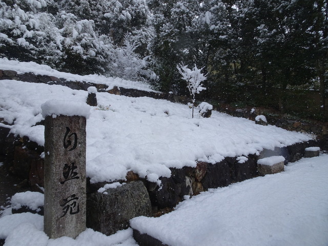 大雪　樹木葬 (3)