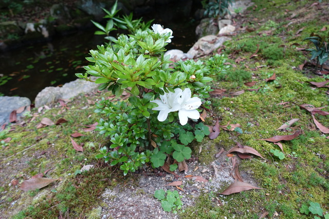 白ツツジ　花 　庭(1)