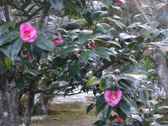 椿　花　小門　姫椿　ピンク (5)