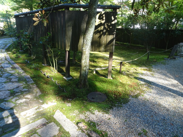 タイサンボクの根 (3)