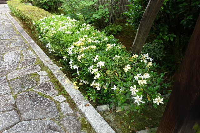 クチナシ　花 (5)