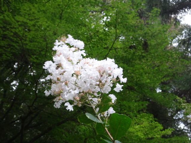 百日紅　白　花 (2)