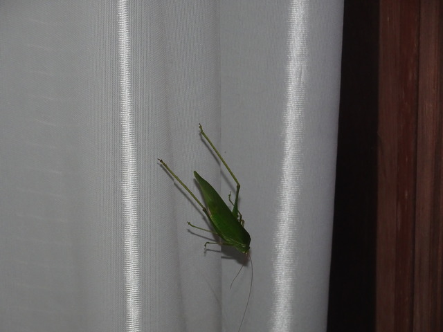 虫　秋の虫キリギリス　 (2)