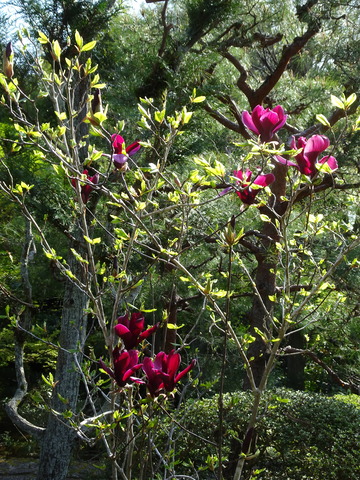 木蓮　紅　花 (4)