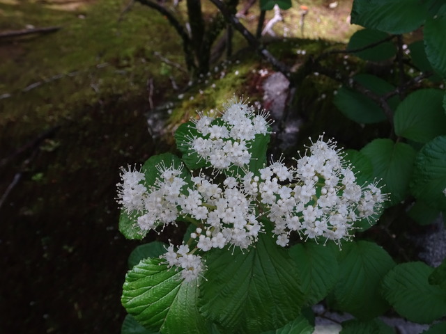 25　ガマズミ　白い花　小門東南 (3)
