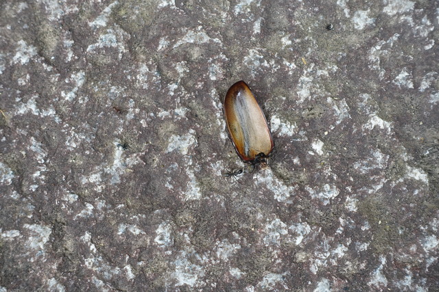 カブトムシ　無残　蟻の餌 (2)