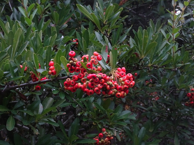 ピラカンサ　色ずき紅241018 (1)