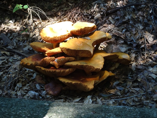 キノコ　大　於自然樹園 (6)