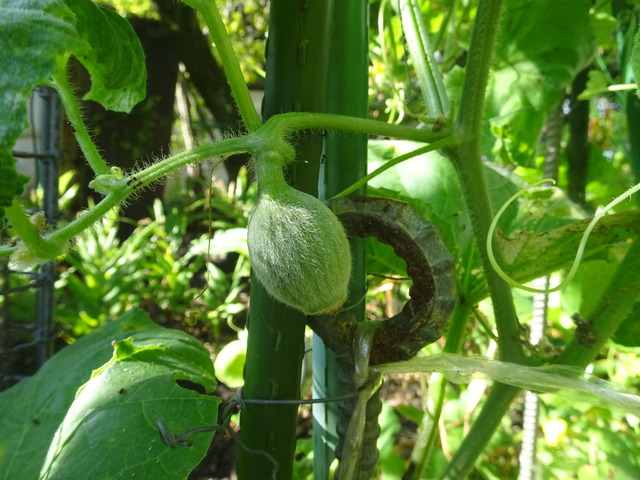 メロンの実生　黄色い花　裏庭 (2)