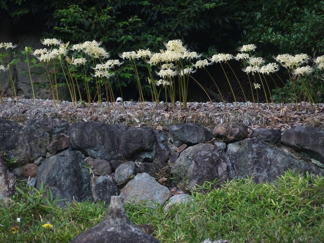 彼岸花　白　満開　自然苑　241007 (7)