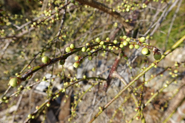 垂れ梅　白　竹やぶ　蕾 (4)