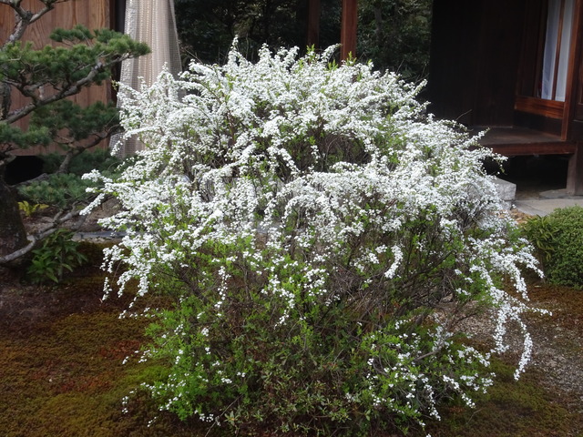 雪柳庭花