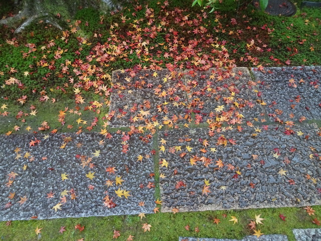 落葉　雨　庭参道 (3)