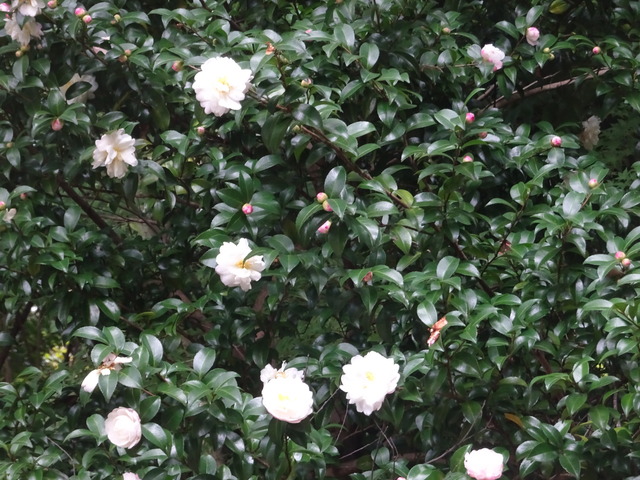 山茶花　秋に花　2511 (3)