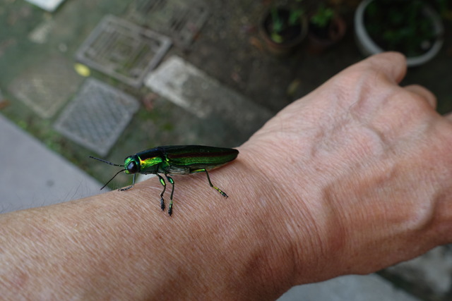 コガネムシ　 (16)