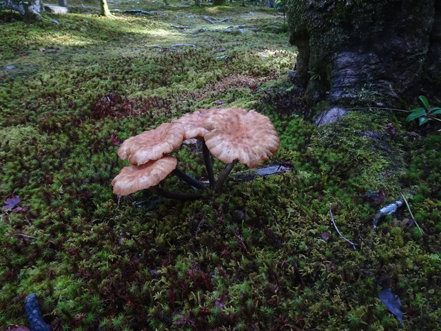 キノコ　色々2410 (7)