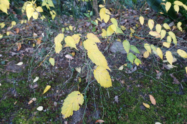 ヤマブキ　黄葉（秋） (3)