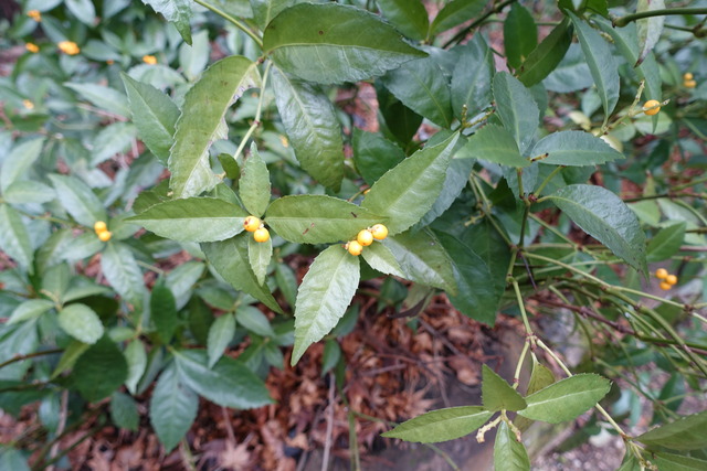 白千両　鳥の食べた後 (3)