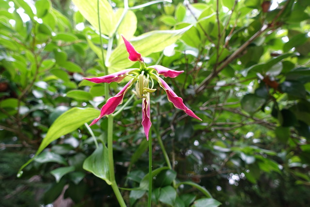 ゲゲゲの鬼太郎　花 (3)