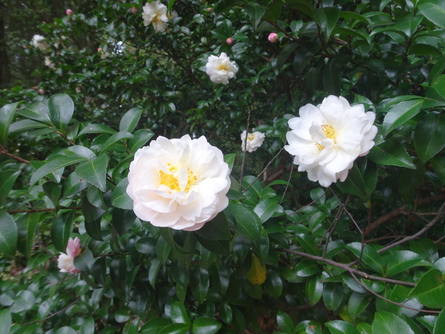 山茶花　秋に花　2511 (4)