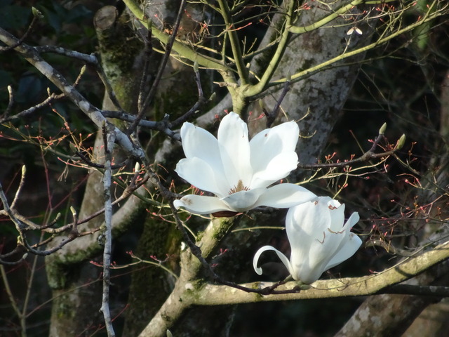 ハクモクレン (6)