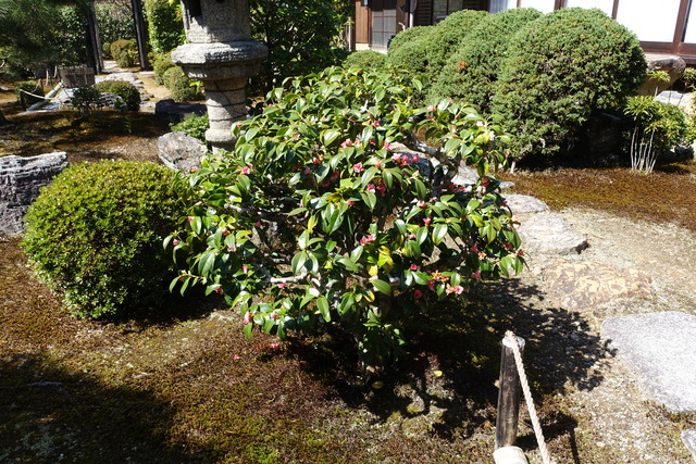 椿　紅　侘助　花満開　庭 (4)