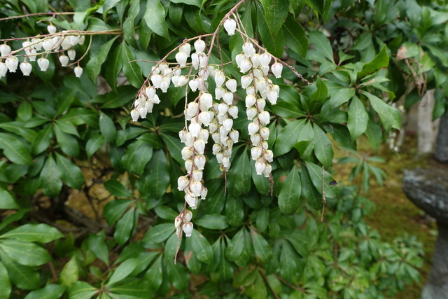 あせび（馬酔木）　庭　花 (2)