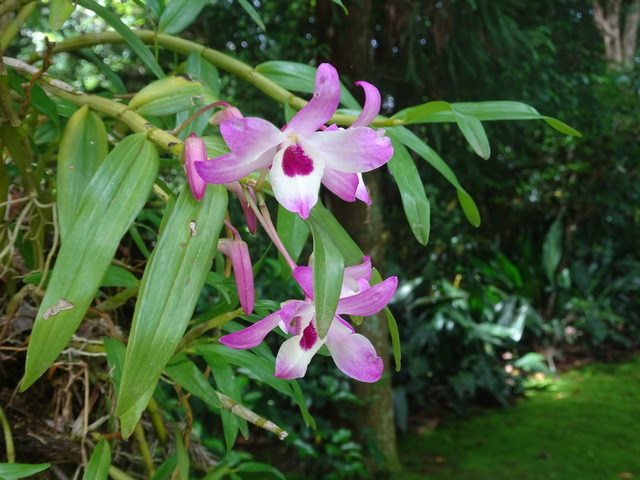 石斛　長生蘭　240508 (4)