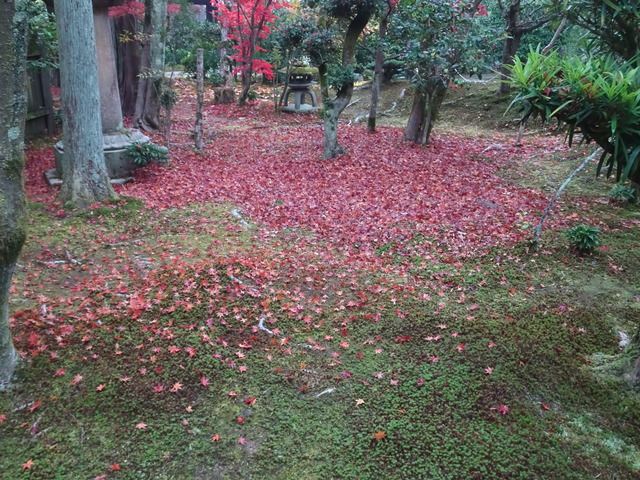 落葉　雨　庭参道 (6)