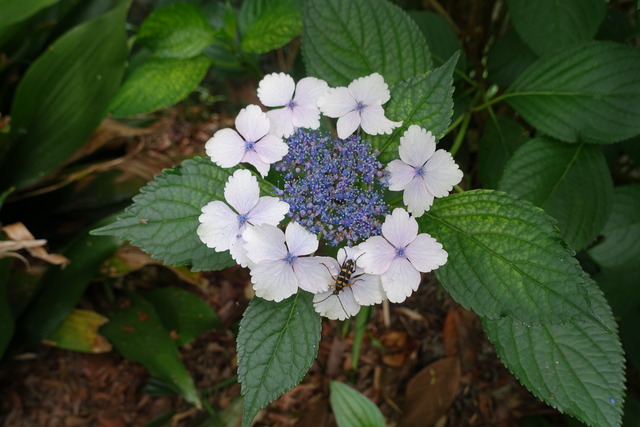 虫　紫陽花の花の上 (1)