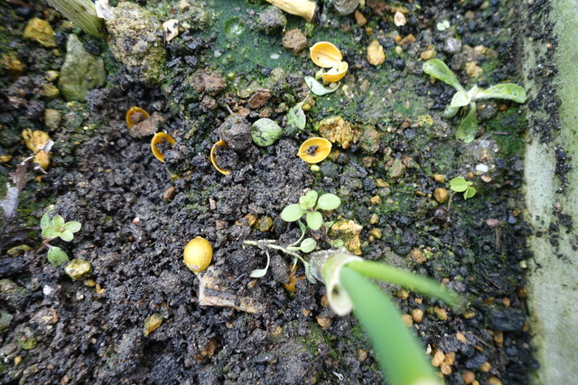 御馳走さん（？の種） (3)