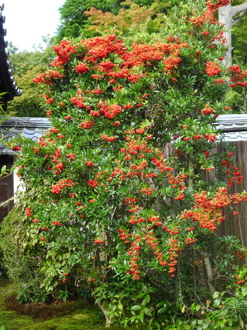ピラカンサ　紅 (1)