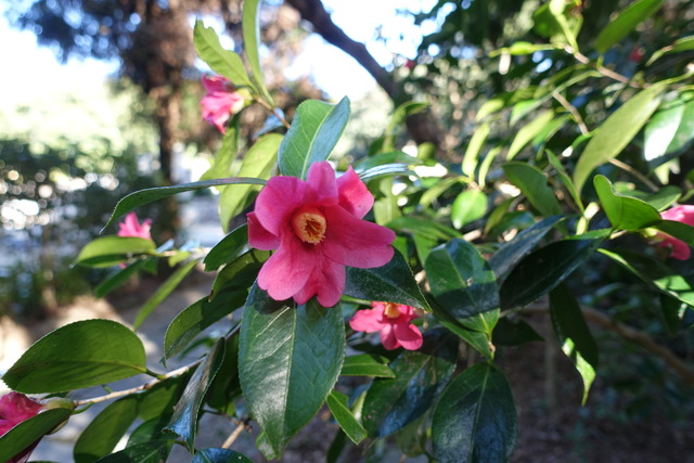 椿　紅　小花　黒門 (1)