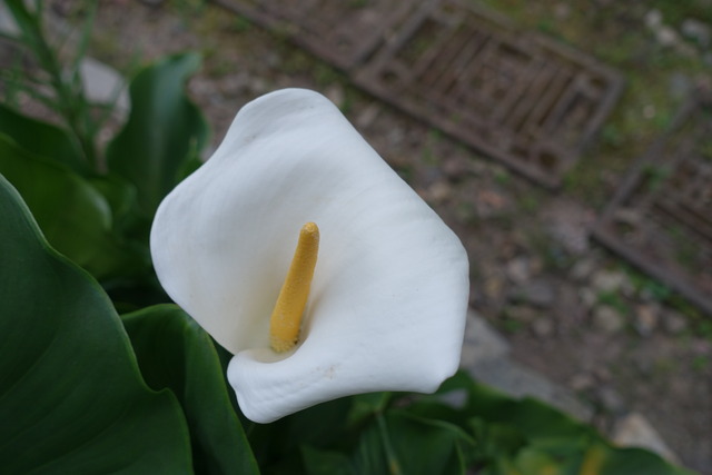 カラー　白花 (1)