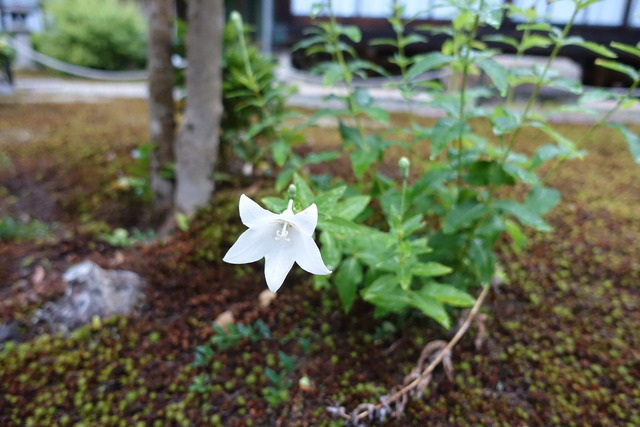 桔梗花　しろ　離れ前 (6)