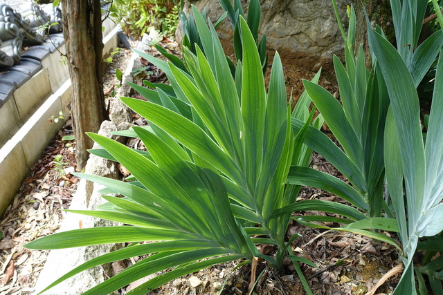 檜扇　葉っぱ　扇 (2)