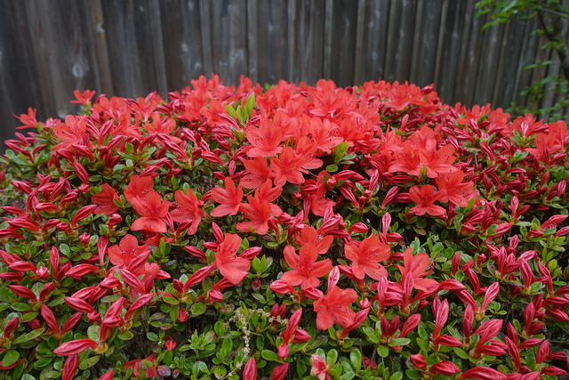 ツツジ　霧島　紅　満開　山門 (2)