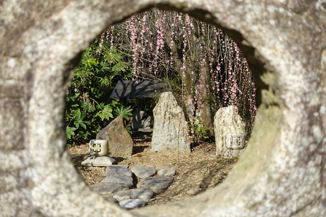 梅　垂れ梅紅　日本庭園満開 (4)