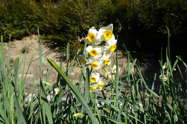 水仙　咲き始め　2301 (7)