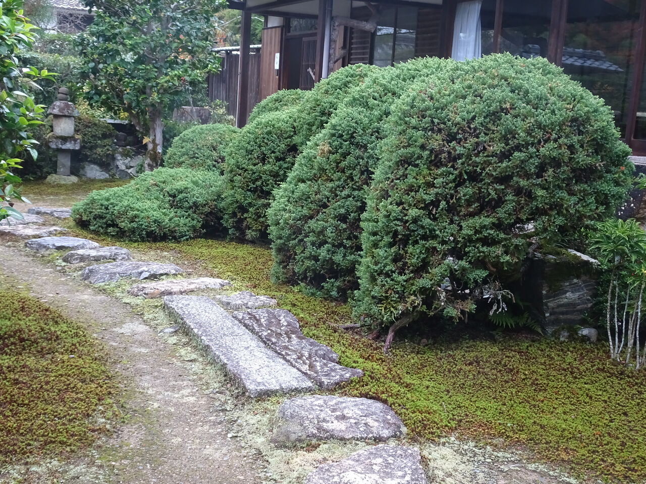 狸のひとりごと
	  ハイビャクシン
	コメント