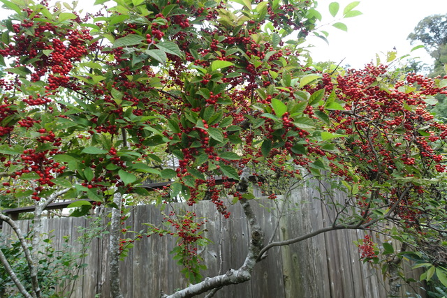 梅擬　実紅　中門　 (3)